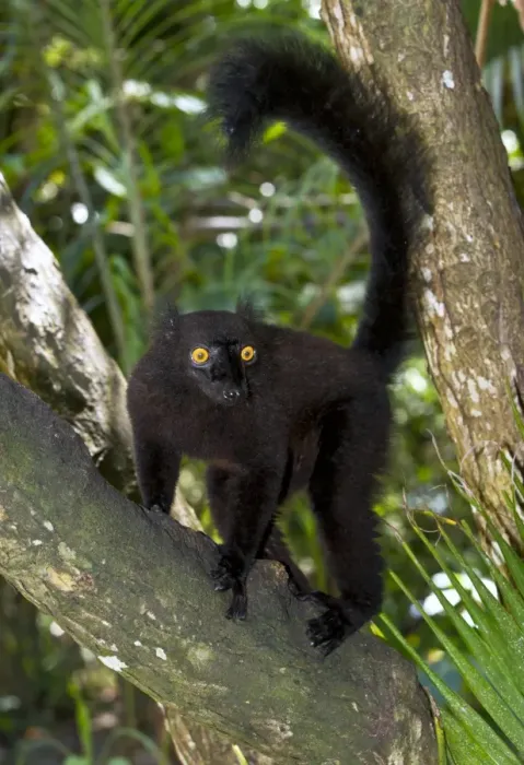 Framed Print : Black lemur in tree, print Framed Print : Black lemur in tree, print