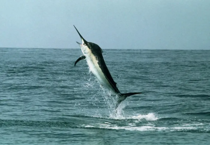 Framed Print : Black Marlin Print Framed Print : Black Marlin Print