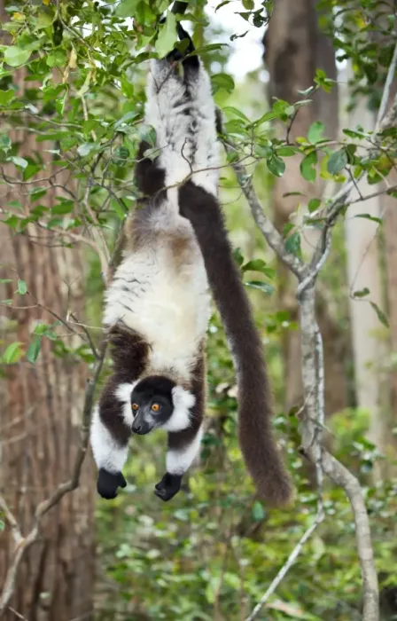 Framed Print : Black Ruffed Lemur Print Framed Print : Black Ruffed Lemur Print