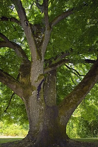 Black walnut (Juglans nigra) tree