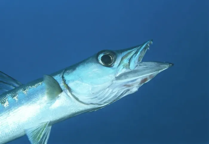 Framed Print : Blackfin Barracuda Print Framed Print : Blackfin Barracuda Print