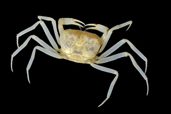 Framed Print : Blind Cave Crab Print Framed Print : Blind Cave Crab Print