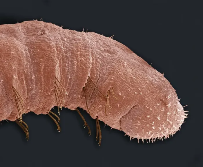 Framed Print : SEM Bloodworm Print, a coloured scanning electron micrograph of the larva Framed Print : SEM Bloodworm Print, a coloured scanning electron micrograph of the larva