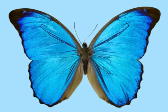 Framed Print : Blue Morpho Butterfly Print Framed Print : Blue Morpho Butterfly Print