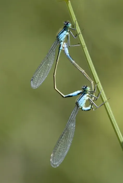 Framed Print : Blue-tailed damselfly mating print