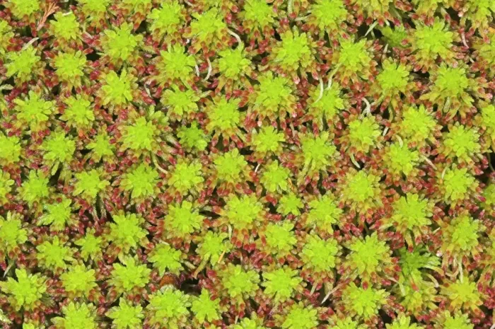 Framed Print : Bog Moss Print, Overhead View Framed Print : Bog Moss Print, Overhead View