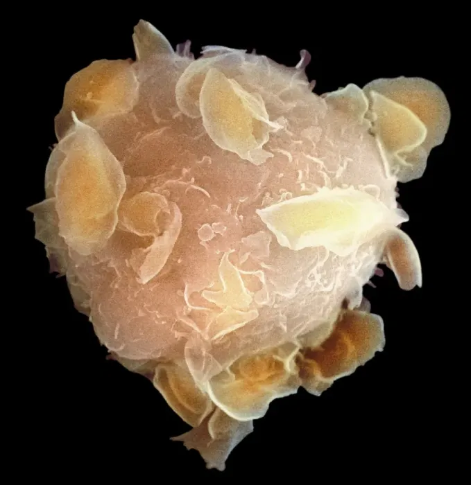 Framed Print : Bone Marrow Stem Cell Print Framed Print : Bone Marrow Stem Cell Print