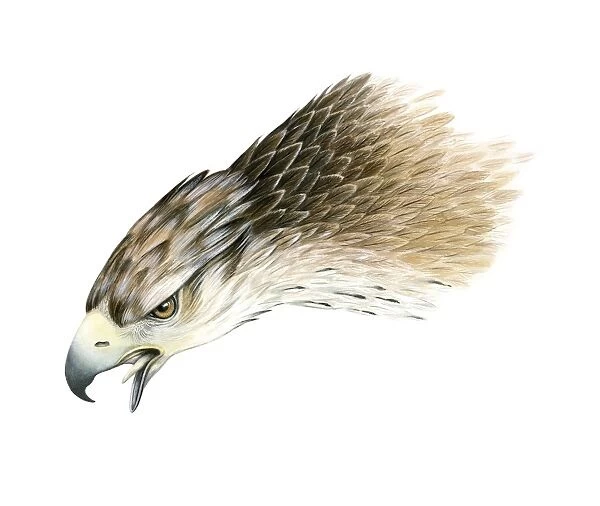 Bonellis eagle, artwork