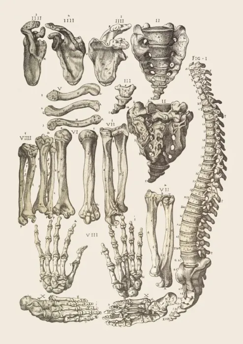 Framed Print : Human Skeleton Print