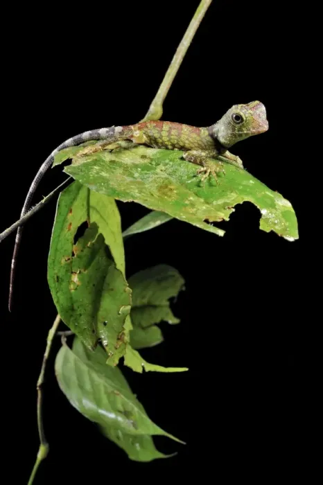 Framed Print : Borneo Forest Dragon Lizard Print on a Leaf Framed Print : Borneo Forest Dragon Lizard Print on a Leaf