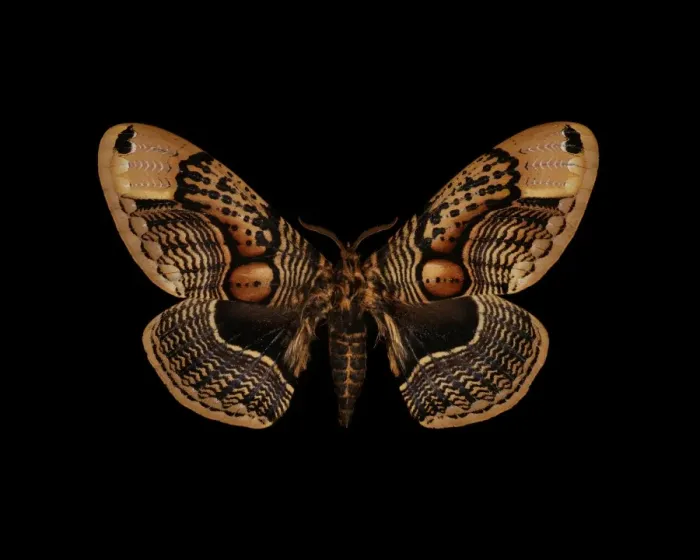 Framed Print : Brahmin Moth Print, 13cm Wingspan Framed Print : Brahmin Moth Print, 13cm Wingspan