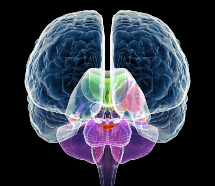 Framed Print : Brain Anatomy Print - Coloured Computer Artwork Framed Print : Brain Anatomy Print - Coloured Computer Artwork