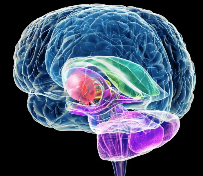 Framed Print : Brain Anatomy Print - Computer Artwork of the Brain's Interior Framed Print : Brain Anatomy Print - Computer Artwork of the Brain's Interior