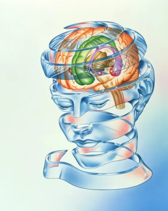 Framed Print : Limbic System Brain Print Framed Print : Limbic System Brain Print