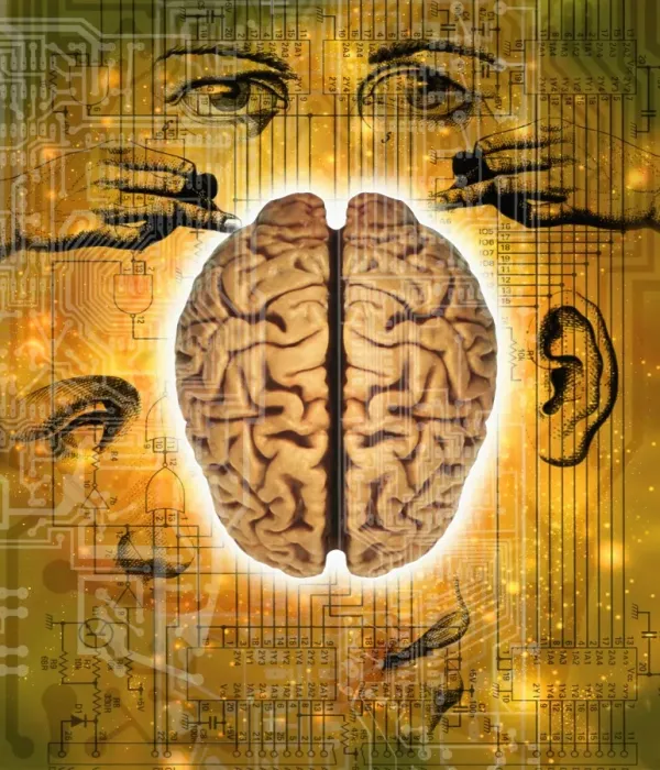 Framed Print : Human Brain and Senses Print Framed Print : Human Brain and Senses Print