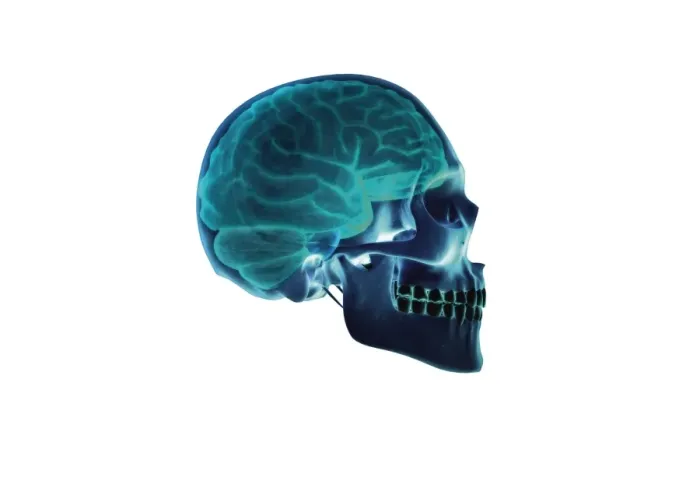 Framed Print : Human Brain and Skull Print Framed Print : Human Brain and Skull Print