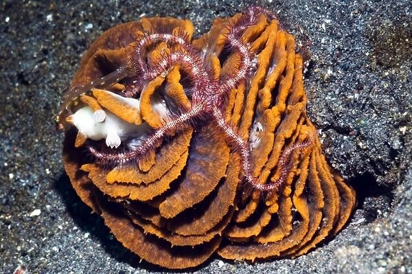 Brittle star and collapsed sea pen