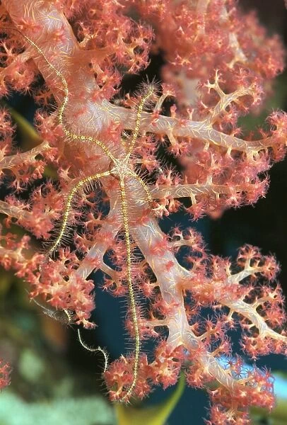 Brittlestar on coral