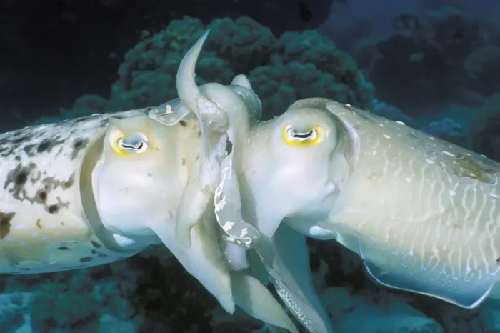 Framed Print : Broadclub cuttlefish mating Print Framed Print : Broadclub cuttlefish mating Print