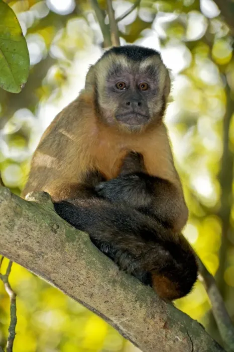 Framed Print : Brown Capuchin Monkey Print Framed Print : Brown Capuchin Monkey Print
