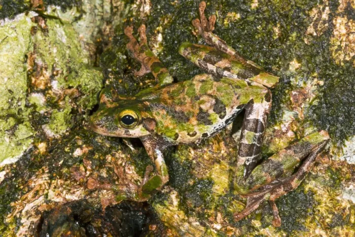 Framed Print : Buckley's Slender-Legged Treefrog Print Framed Print : Buckley's Slender-Legged Treefrog Print