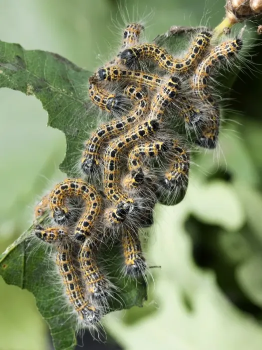 Framed Print : Buff-tip moth caterpillar print Framed Print : Buff-tip moth caterpillar print