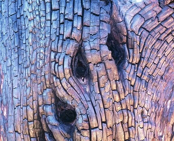 Burnt tree bark