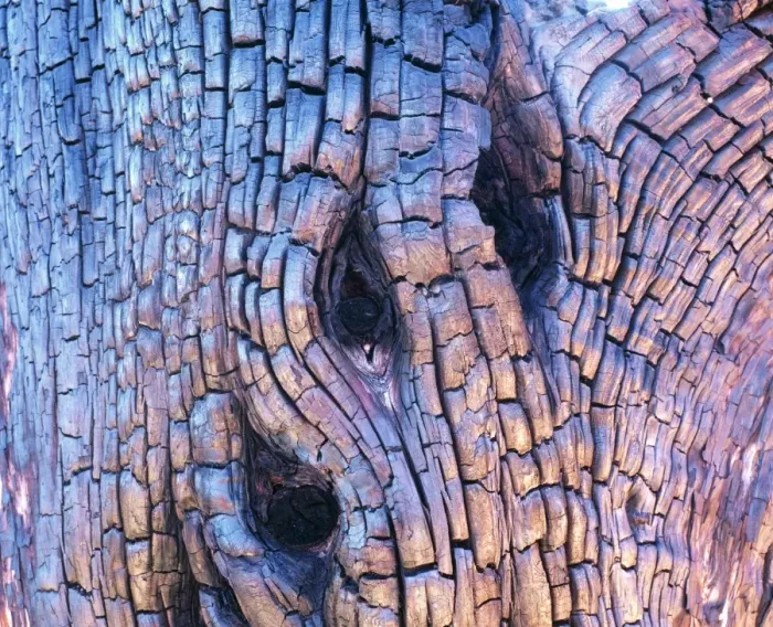 Framed Print : Burnt Tree Bark Print