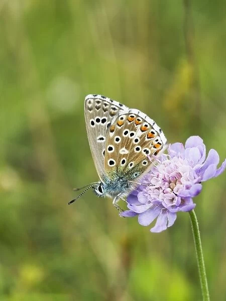 Butterfly feeding on Small Scabious