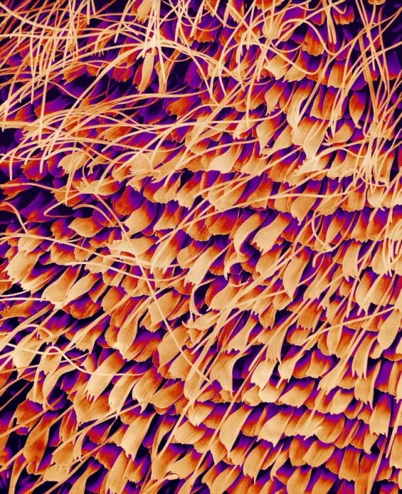 Framed Print : Print of Butterfly Wing, SEM Image 2 Framed Print : Print of Butterfly Wing, SEM Image 2