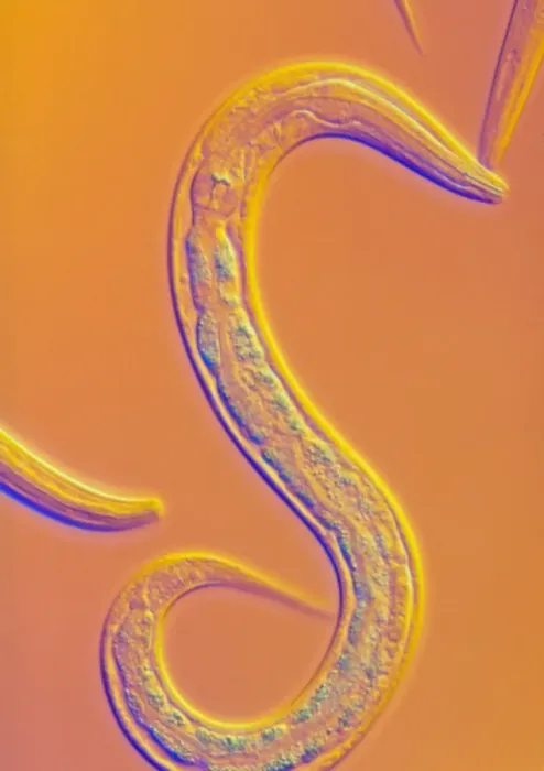 Framed Print : Caenorhabditis elegans nematode worm light micrograph print Framed Print : Caenorhabditis elegans nematode worm light micrograph print
