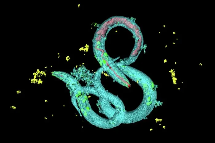 Framed Print : Confocal laser scanning micrograph of C. elegans worms Print Framed Print : Confocal laser scanning micrograph of C. elegans worms Print