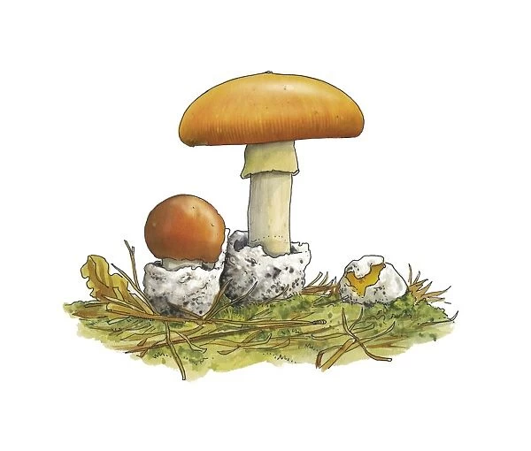 Caesars mushrooms (Amanita caesarea)