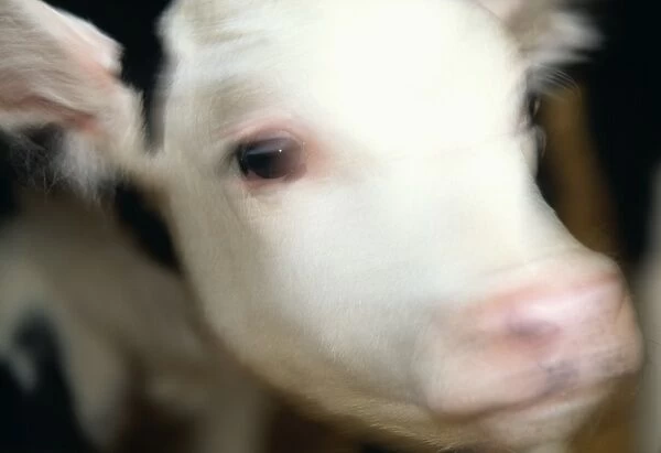 Calf. Blurred head of a young dairy cow (Bos taurus)