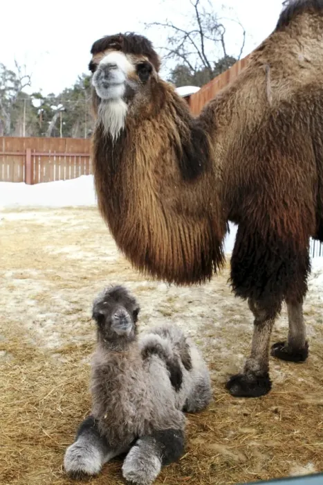 Framed Print : Camel and colt Print Framed Print : Camel and colt Print
