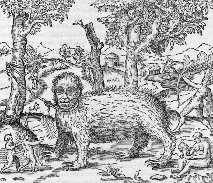 Framed Print : 16th-Century Print of Captive Sloth Framed Print : 16th-Century Print of Captive Sloth