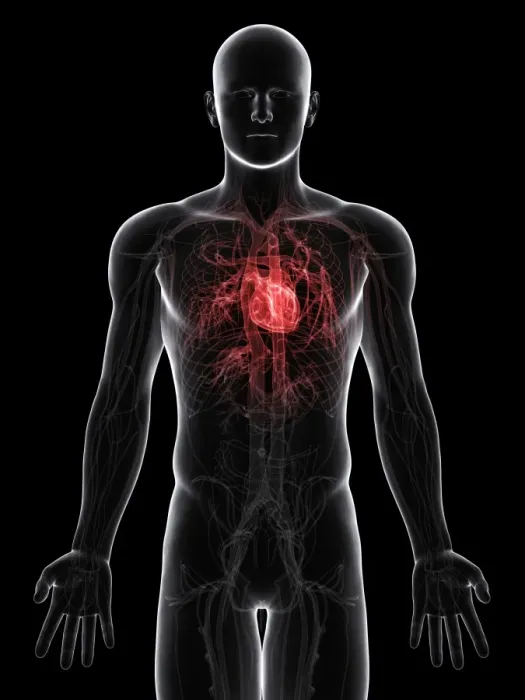Framed Print : Cardiovascular System Print Framed Print : Cardiovascular System Print