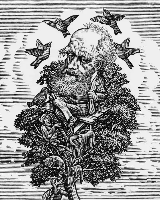 Framed Print : Charles Darwin in his evolutionary tree Print Framed Print : Charles Darwin in his evolutionary tree Print