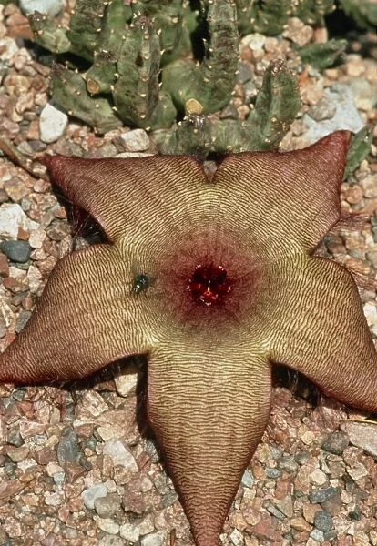 A carrion flower, Stapelia schinzii