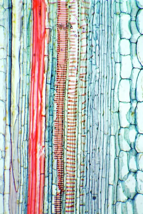 Framed Print : Castor oil stem print, a longitudinal section Framed Print : Castor oil stem print, a longitudinal section