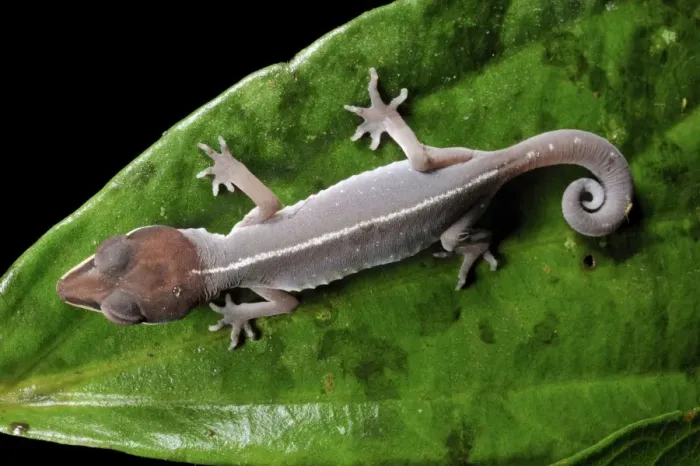 Framed Print : Cat gecko on a leaf, Print Framed Print : Cat gecko on a leaf, Print