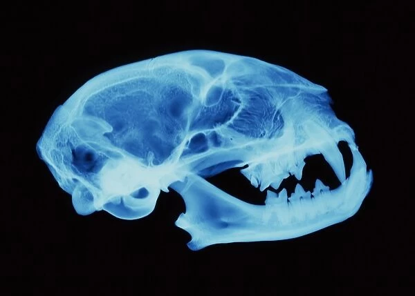Cat skull X-ray. Cat skull. X-ray of the skull of a domestic cat (Felis catus) seen