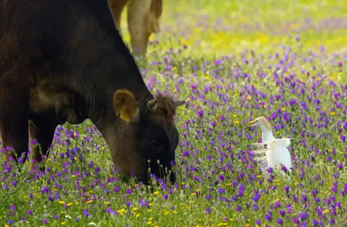 Framed Print : Cattle and Cattle Egret Print Framed Print : Cattle and Cattle Egret Print