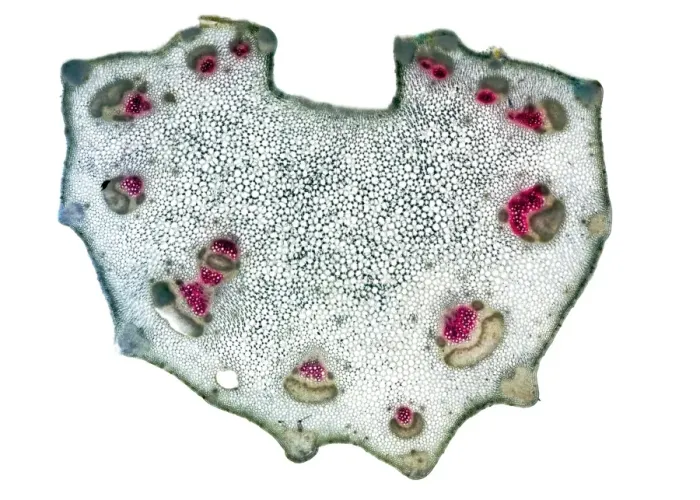 Framed Print : Celery Stalk Cross-Section Print, x14 magnification Framed Print : Celery Stalk Cross-Section Print, x14 magnification