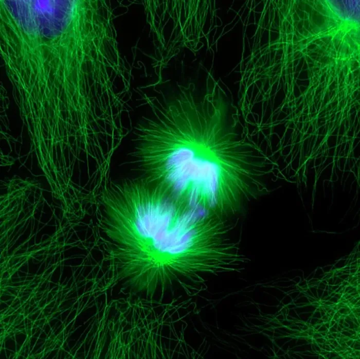 Framed Print : Cell Division Print, Fluorescent Micrograph Framed Print : Cell Division Print, Fluorescent Micrograph