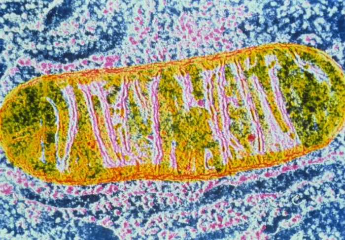 Framed Print : Mitochondrion False-colour Transmission Electron Micrograph Print Framed Print : Mitochondrion False-colour Transmission Electron Micrograph Print