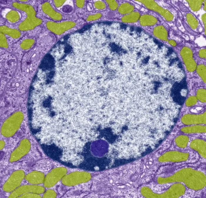 Framed Print : Cell Nucleus Print, TEM Image Framed Print : Cell Nucleus Print, TEM Image