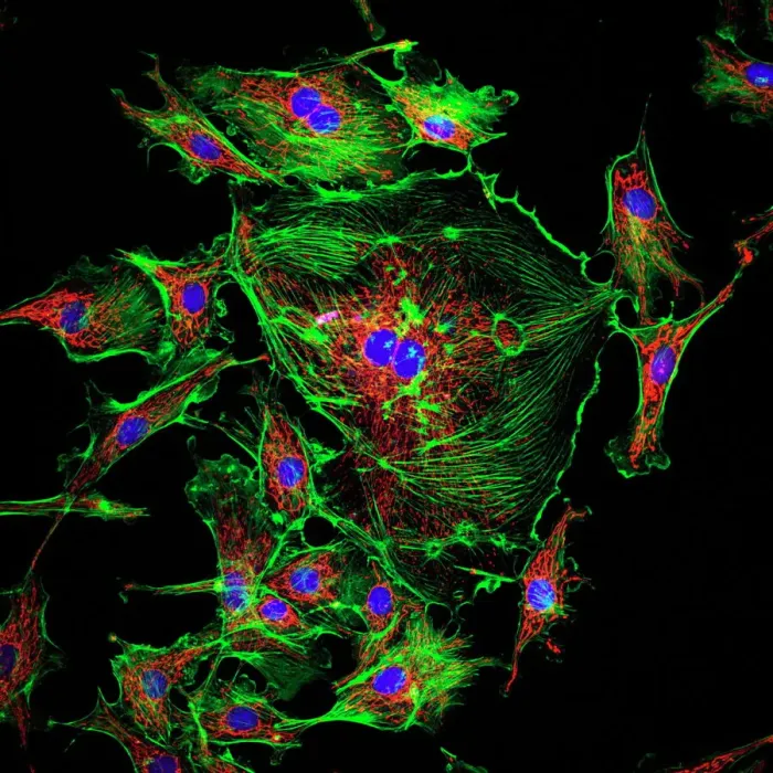 Framed Print : Cell Structure Print: Confocal Micrograph of Endothelial Cells Framed Print : Cell Structure Print: Confocal Micrograph of Endothelial Cells