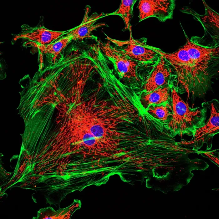Framed Print : Cell Structure Print: Confocal Micrograph of Endothelial Cells Framed Print : Cell Structure Print: Confocal Micrograph of Endothelial Cells