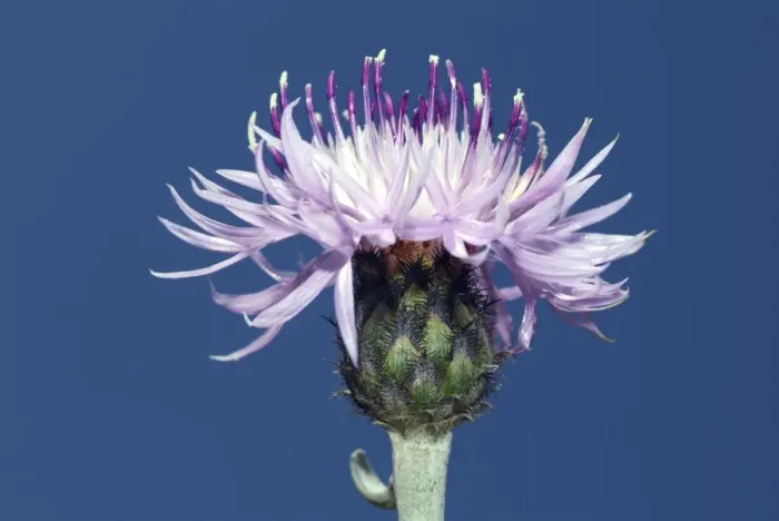 Framed Print : Centaurea cineraria subsp. circae Flower Print Framed Print : Centaurea cineraria subsp. circae Flower Print